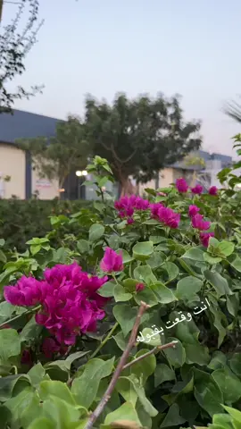 #لاتكول_الطاغي_طاغي_انت_وقعت_بقبوله  #الرادود_باسم_الكربلائي #اللهم_صل_على_محمد_وآل_محمد #اللهم_عجل_لوليك_الفرج #النجف_الأشرف 
