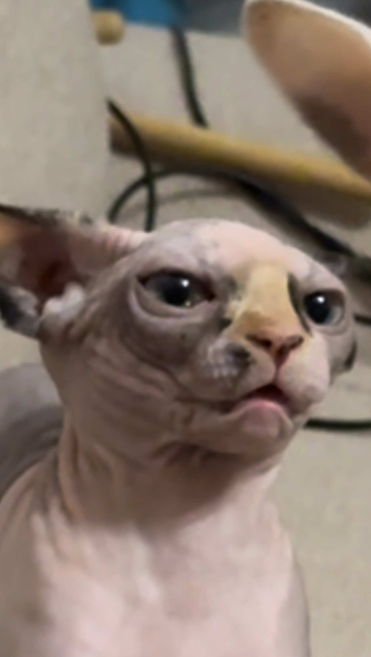 если это видео залетит, монтажер получит премию  #сфинкс #sphynx #кошка #рек #рекомендации 