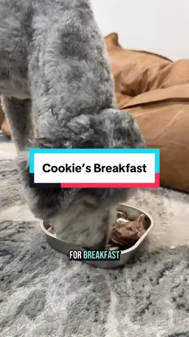 Cookie’s nutrient dense meal 🤩 🦃 Compelte Raw Food - Turkey 🤎 Pork Heart Bites 🐟 Whole Minnows 🐓 Chicken Breast Jerky 🦆 Whole Duck Head #healthydog #feedmydog #SmallBusiness #singleingredienttreats #usamade 