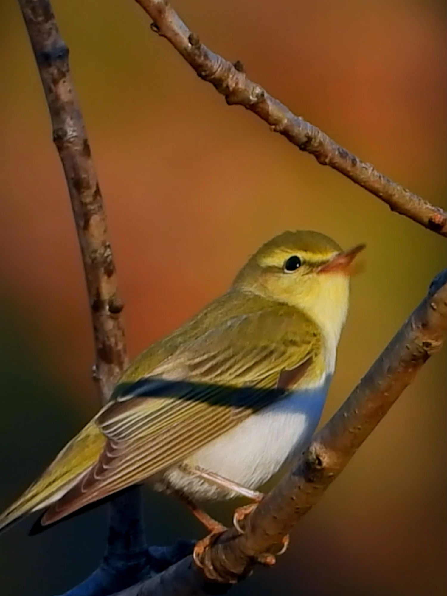 Wood warbler song Bøksanger sang Waldlaubsänger gesang Fluiter geluid Świstunka leśna Luì verde, #Tengsbakken 12 mai 2024 #shorts #p1000 #Nikon #coolpix #coolpixp1000 #vogel #beautiful #bird #april #birdwatching #norway #birdslover #naturelovers #wildife #peacefull #relaxing #sound #song #sang #chant #vogel #geluid #våren #mai #juni #wildife #peacefull #relaxing #gesang #singing #call #p1100