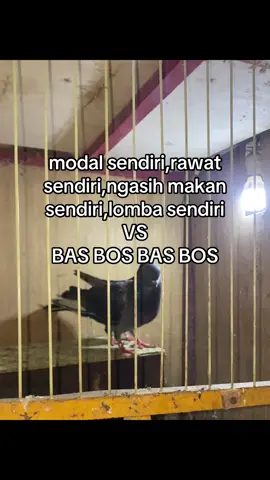 🤣 #Fyp #merpatikolong #merpatilovers #merpatikolongbebas 