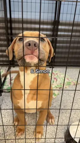 All of these dogs and more are looking for a home at @Saving Sage Animal Rescue in South Florida #dogssss #rotweiller #rescuedogs #dalmatian #bullterrier husky puppy 