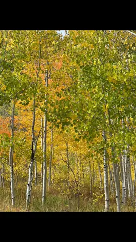 This is why Fall is my favorite season. 🍂🍁🍃. #fall2025 #colorado #breathtakingviews #grandmesa #sobeautiful 