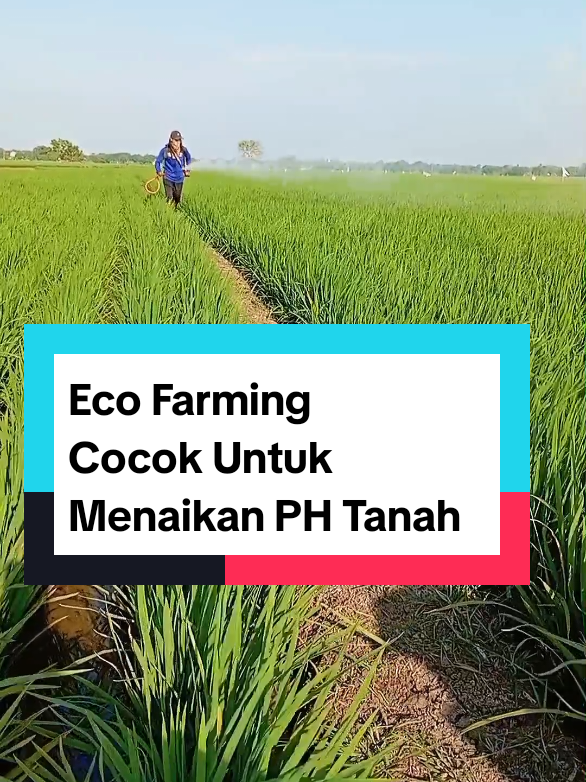 6 tub Eco Farming. Di semprot kan' Di Lahan 1Hektar Sebelum Pindah Tanam. Eco Farming Cocok Untuk Menaikan PH Tanah. Lahan Subur PETANI Makmur Berkah 🤲. Info Kemitraan Pupuk  klik link Bio profil 🙏  #indramayupride🏴‍☠️ #pupuk #ecofarming#mobilcash #fyppppppppppppppppppppppp 