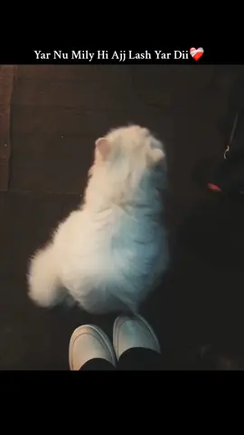 RAAT HANERI NADI THA THA MARDI❤️‍🩹 #thetiktokexperience #lyrics_songs #dontunderreview #growmyaccount #views 