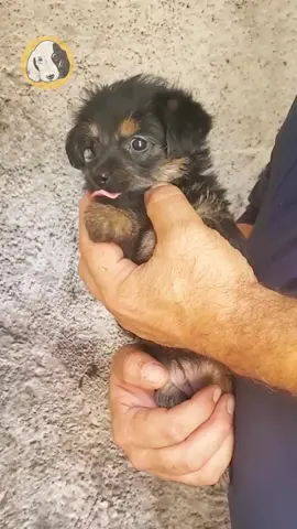 Say hello to Brody, the Yorkshire Terrier boy with a bold spirit, silky coat, and a whole lot of love in a tiny package! 🐾🖤 Spunky, loyal, and full of personality, Brody is the perfect pint-sized companion for anyone who wants big love from a little pup. He’s confident when it’s time to play and cuddly when it’s time to chill — the ultimate lap dog with a touch of sass and a heart of gold. 🐶✨ Comes with: ✅ Direct Home Delivery ✅ 24/7 Lifetime Vet Support ✅ Microchip & Health Certificate ✅ 3–Year Health Plan (extendable to 10 years) Now available at Central Park Puppies, where happy tails begin. 🐾 Please check our website for availability: www.centralpups.com #YorkshireTerrier #YorkiePuppy #SilkyFur #AvailablePuppy #PuppyLove #SmallBreedDog #CentralParkPuppies #PuppyDelivery #SmallBreedPuppy #PuppyAdoption #DogsOfInstagram #PuppyLife #NYCPuppies