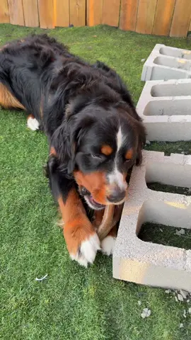 The best 🦴 #fyp #foryou #momof4 #bernesemountaindog @Benebone 