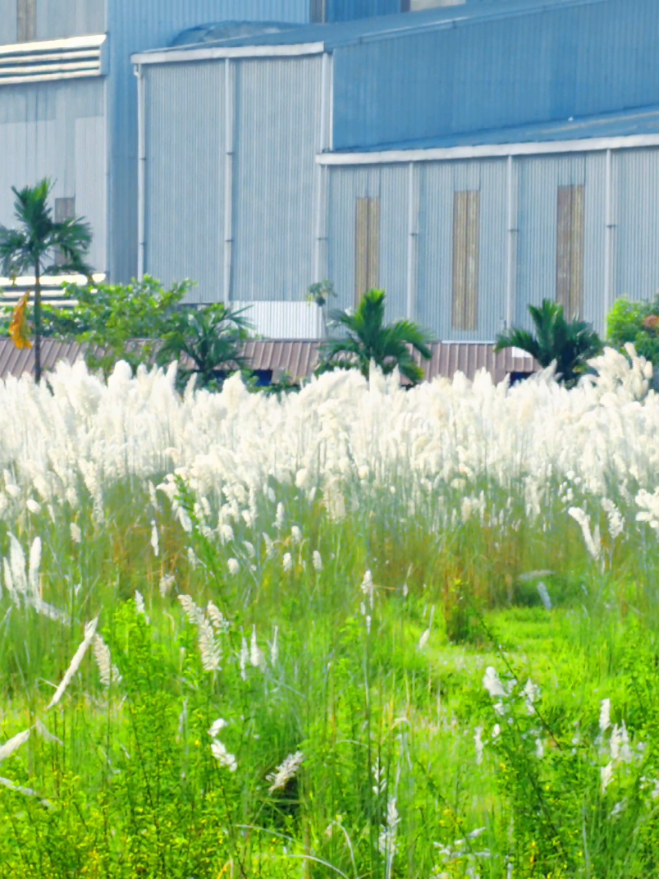 চলো একদিন ঘুরে আসি #ভাইরাল_করে_দাও #foryoupageofficiall #কাসফুল #foryouvideo #☺️☺️☺️ 