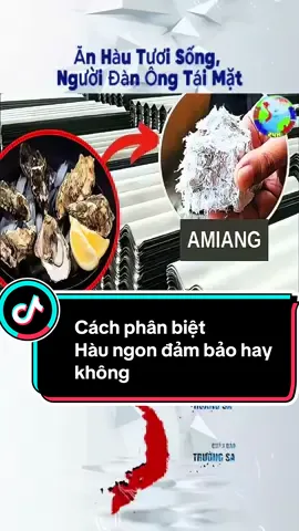 Sự thật ít ai biết : hàu nuôi công nghệ đạt chuẩn và hàu nuôi tôn xi măng#hàu #hàu_sống #hàusữa #nuoihau #anhthuyentruong 