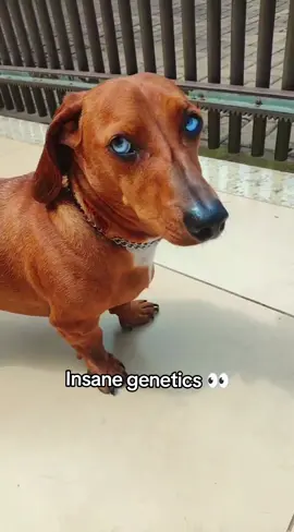 nhonho genetics . . . #blueeyes #dachshund #huntereyes #looksmaxing #looksmax 