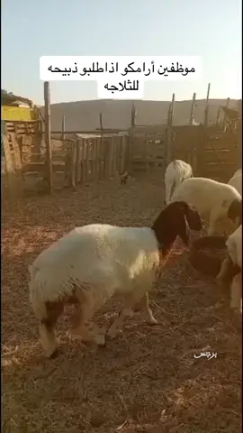 #تصميم_فيديوهات🎶🎤🎬 #ضحك #برجس 