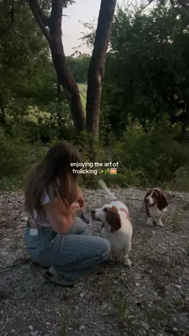 the boys love a good frolick 🐶🐶 #bassethounds #fyp #dogtok 