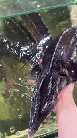 Cá Tầm Sống bên em có mỗi ngày anh chị xài đám tiệc ib em 🤗#68kiengiang #xuhuongtiktok 