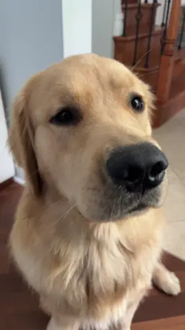 #fyp #goldenretrieversoftiktok #goldenretriever #goldenretrieverlife #goldensoftiktok 