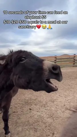 seconds of your time can feed an elephant $5 $10 $20 $50 equals to a meal at our sanctuary#donation #domkeyrescue #domkeyrescue #donkeyoftiktok #donkeyoftiktok 