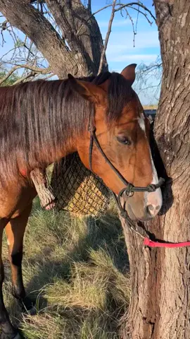 Babies being dumb babies🙄    Mind you it was a good FOOT in her neck😝 #horseinjury #fyp 
