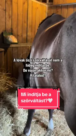 Vajon mi indítja be a lovak szőrváltását?🤨 Ez tavaszra is igaz lesz!😎 #megliohorse #megliofogyaszto #szorvaltas #horse #lovak 