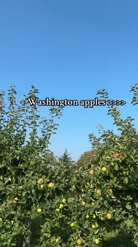 #apples #washingtonapples #washington #washingtonstate 