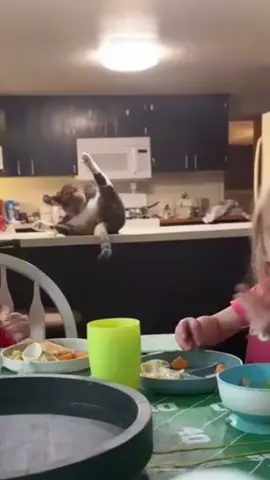 Rascarse #rascarse #livecat #catlove #LIVEIncentiveProgram #LIVEwithlowfollowers 