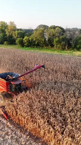 @𝔼𝕒𝕤𝕥𝕠𝕟 🇺🇸 #caseih #caseih8240 #magnum250 #iowa #sunset 