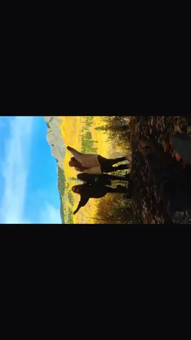 abyss trail vlog! #colorado #fallhike #fallfoliage #boulder #Vlog 
