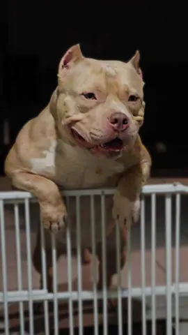 champion ICON #Thorncitybullies  dont mind the pizza sauce on his chest lol