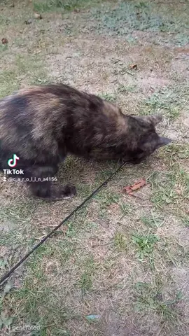 Скучно некому  не будет🐾