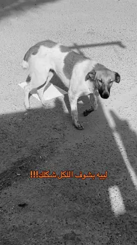 ليه!                                                                                                                              