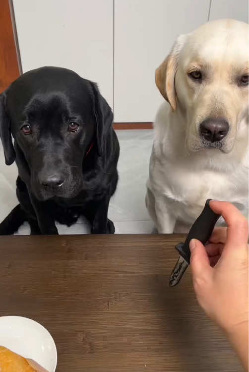 My Labrador just proved he’s a genius! 🧠🐶#labrador #smartdog #dogsoftiktok #fyp #funnydogs