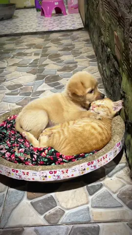 Hỏng biết sau này còn thân nhau như vậy. Không nữa pi & pâu 😆😆😆 #meoquaytoiday🐱❤️  #chomeodethuong🌈⚡⚡⚡⚡  #meopivachopau😜😜  #xuhuongtiktok  #chomeoyeuthuongnhau 