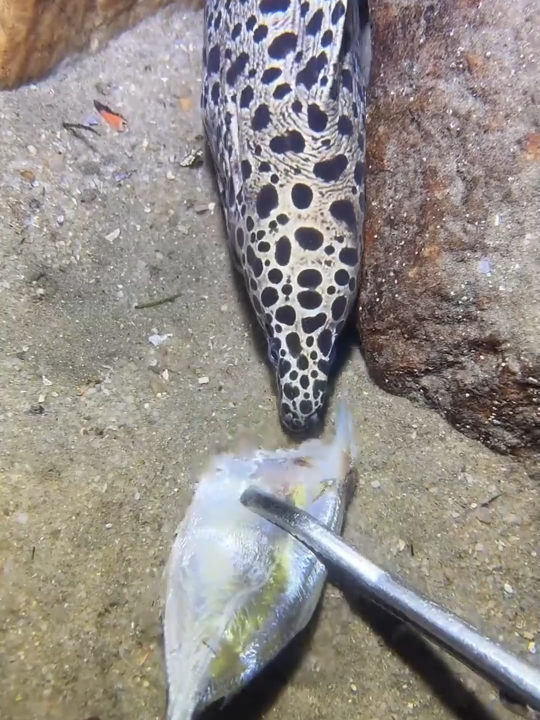 #fishing #diving #eels #crab #lobster #beach #deepsea #catchthesea #nature #sea