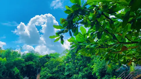 #প্রকৃতির_অপূর্ব_সৌন্দর্য🥰 #songs #foryoupage #vairal #foryou 