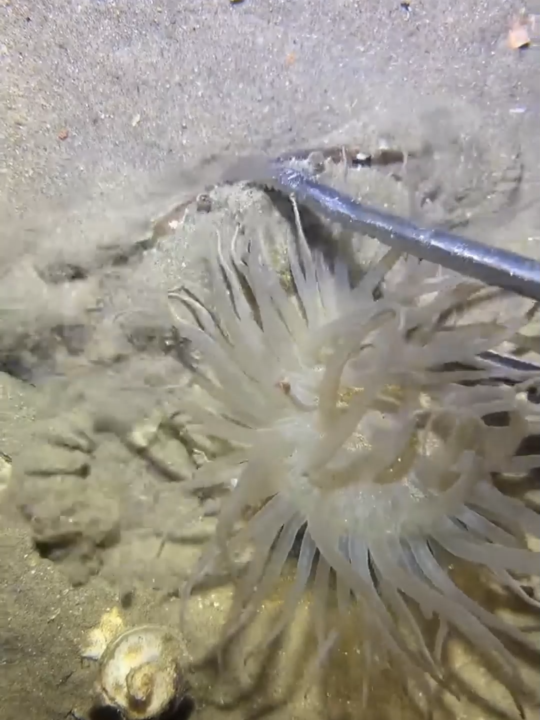 #fishing #diving #eels #crab #lobster #beach #deepsea #catchthesea #nature #sea