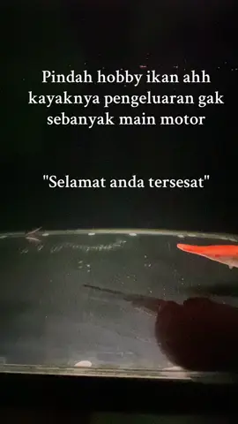 Sebaiknya jangan😭 #ikan #ikanpredator #ikanpredatorindonesia #xybca #fypviralシ 