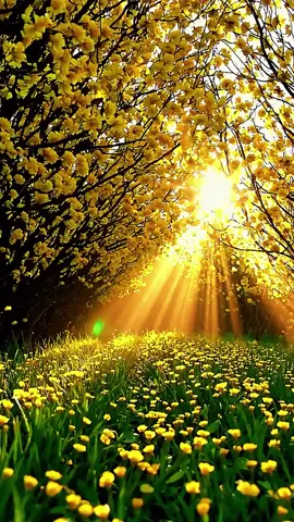 #CapCut #viral #viralvideo 