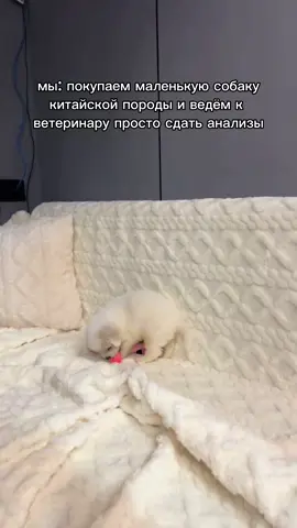 вот так и доверяй… #тусун #китайскаяпородасобак #жизньвкитае #лабрадор #золотистыйретривер 