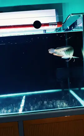 Cuma Prank cil 😁 #CapCut  #fyppppppppppppppppppppppp  #fyp  #ikanpredator  #ikanarwanasilver 