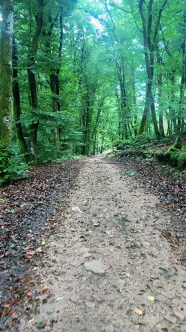 La forêt chill. Petit passage dans le GR13 #nature #naturevibes #trekking #trek #gr13 