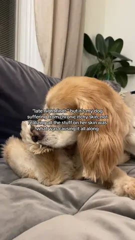 Everything they step in, roll in and are cleaned with can all have an impact and cause itchy skin issues 💔 That's why we made it our mission to do things differently. Our standards? Only the best soothing & non-sensitizing ingredients so dogs like Mocha everywhere can spend less time itching, and more time playing, exploring and enjoying their days 🌼🤍 #fyppppppppppppppppppppppp #itchyskin #dogsoftiktok #dogcaretips 