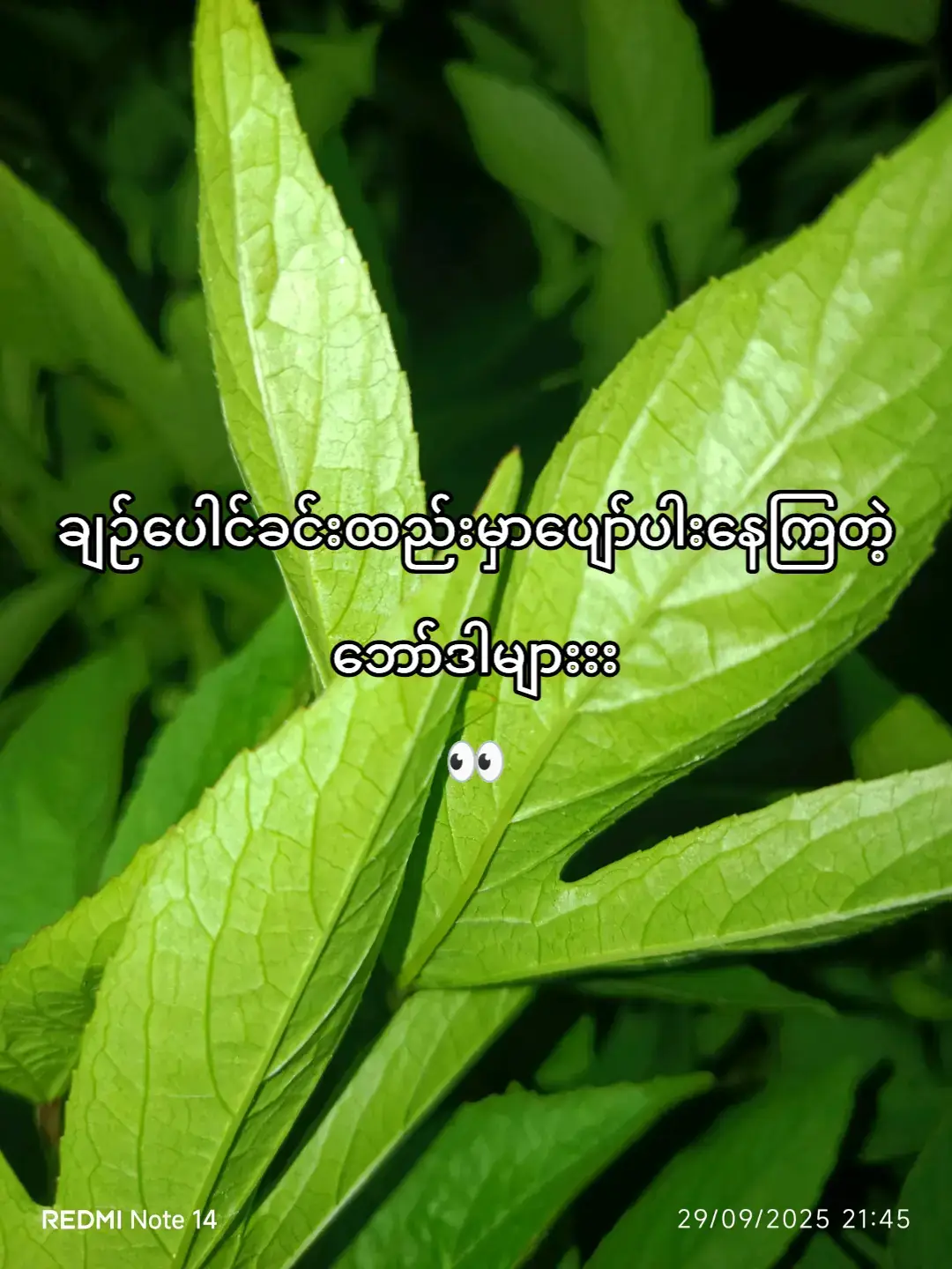 #ကျွတော်ရိုတ်ထားတဲ့ပုံလေးတွေအားပေးပါအုံးဗျ့ မသိသေးတဲ့ အကောင်လေးတွေကိုလည်းပြောခဲ့#foryoupage❤️❤️❤️foryou💞💞💜viral💕 