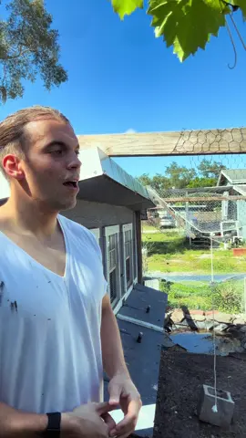 Everyone has been here at some point. #backyardchickens #urbanchickenfarmer 