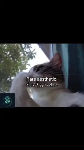 #مشاريع_تخرج #IT #طلاب_الجامعات #fyp #السعودية 