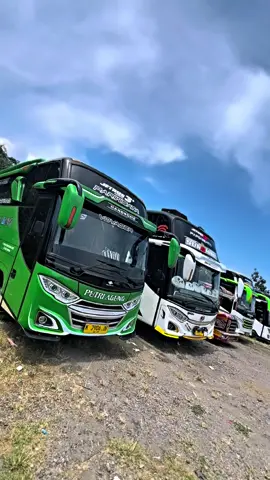 Seng putih bus endi ki?? #buspariwisata #viral #berandatiktok #ngoyodbus #busmania #basuriviral #viraltiktok 