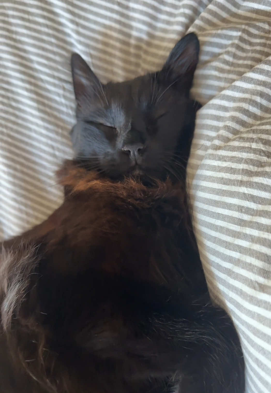 Ma panthère noire 🐈‍⬛❤️ #cat #cutecat #catlover #CapCut 
