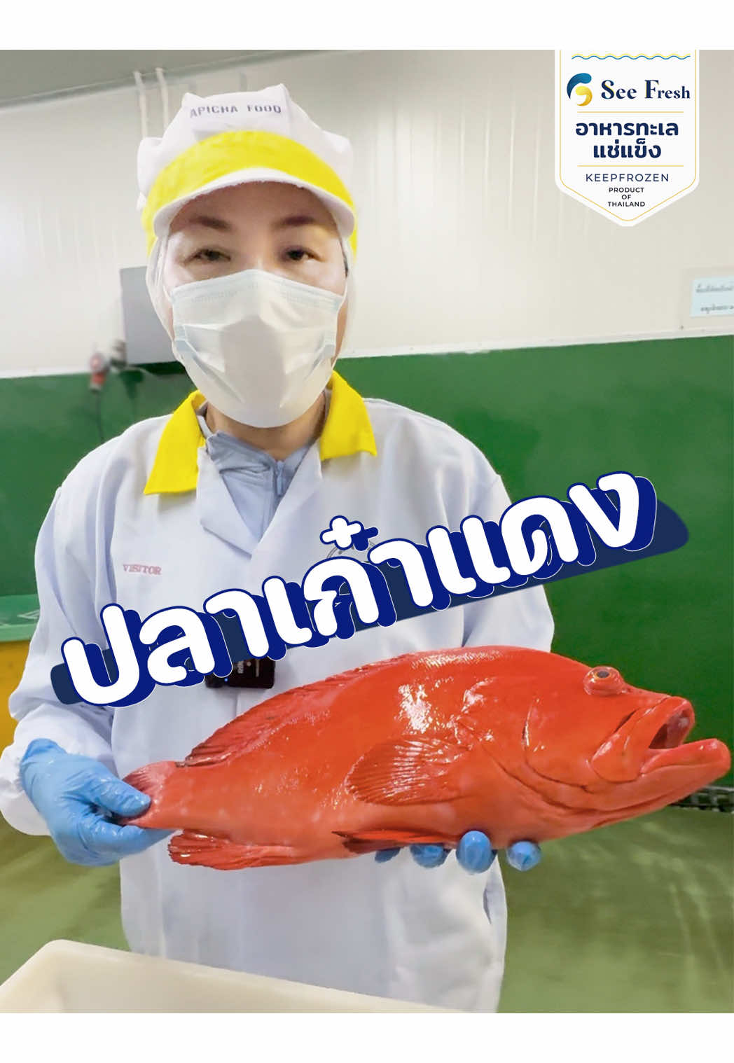 1 มื้อ เพื่อสุขภาพ👀❗️แม่จัดให้….จบที่เก๋าแดงง 🐟 #seefresh #ทําอาหาร #fyp #กินกับtiktok #ปลาเก๋าแดง 