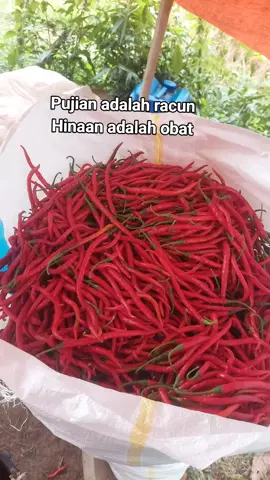 #fyp #petanicabai #petanimilenial #petanimuda 