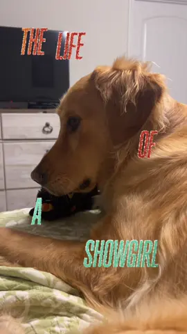 Poor Finn not a thought in that brain. I just needed to film something for the frame. 🥰 #thelifeofashowgirl #taylorswift #goldenretriever 