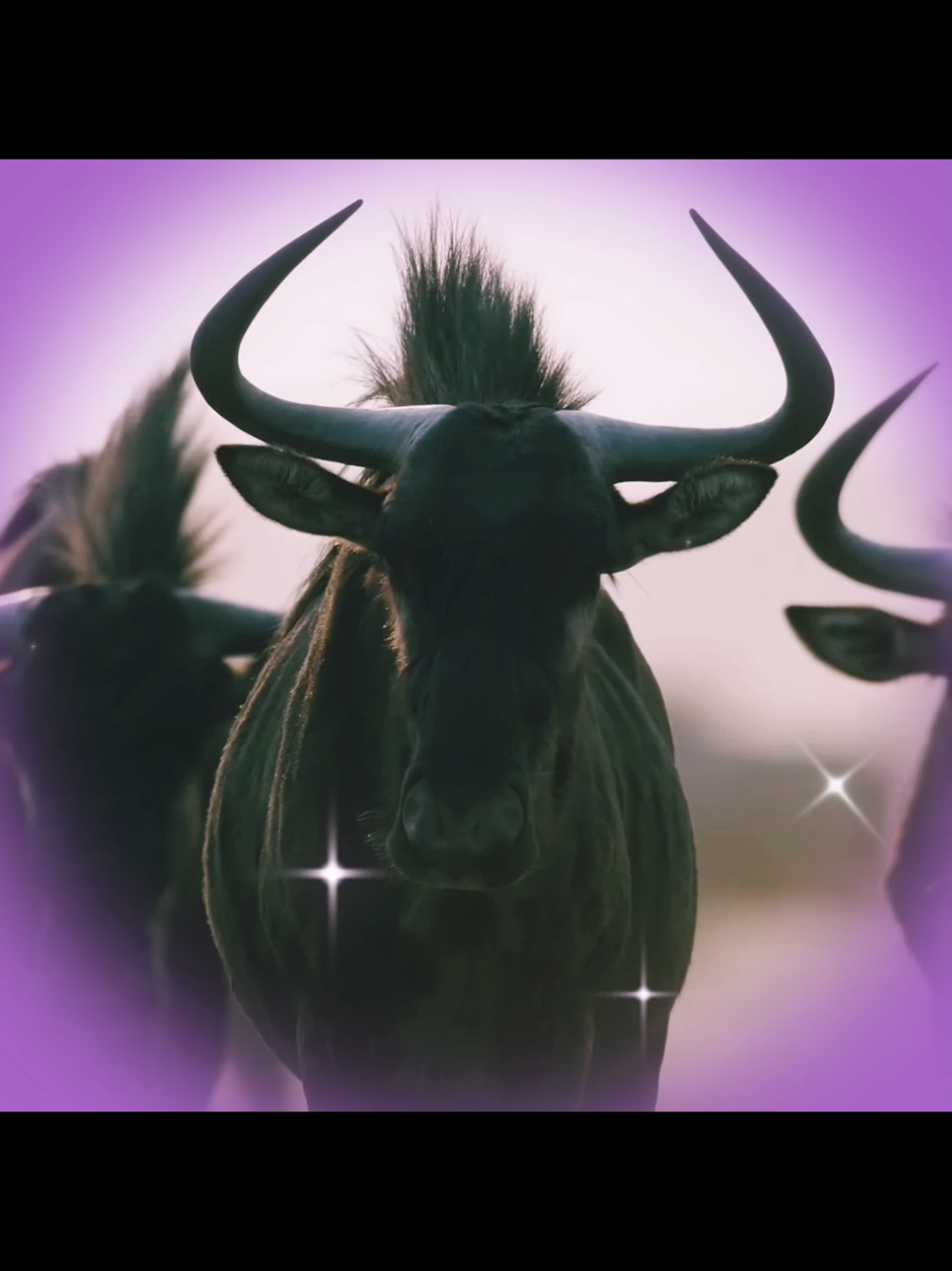 #ZEBRA & #WILDEBEEST - when they're both strong medium sized herbivores who migrate togheter and defend themselves from predators❤️  #finalgirl #animaledits #diva  🦓🦓🦓🦓🐂🐂🐂🐂