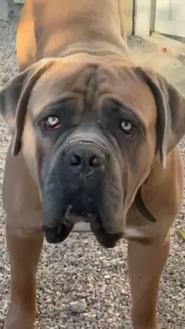 Qui veut le caresser ? #canecorso #chien 