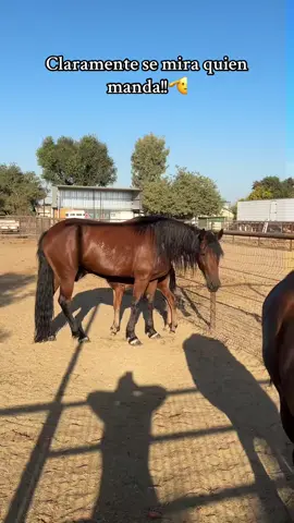 Recuerdos de Espada regañando a Dragón hijo de Espada! #fyp #parati #viral #rancho #caballos 